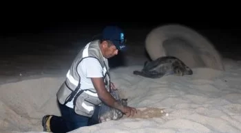 Liberan 4 mil 795 crías de tortuga laúd en playas de Michoacán