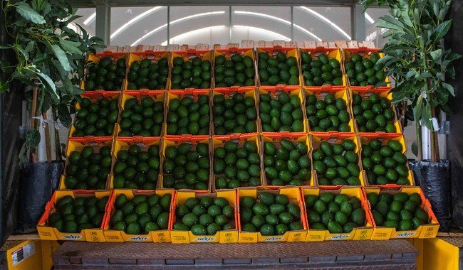 Exportaciones de aguacate a EU crecen 35% en primer cuatrimestre de 2026