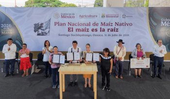 Arranca 'El Maíz es la Raíz': meta 400 mil productores en 2026