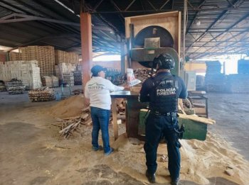 Clausuran aserraderos en Puebla por operar con madera ilegal
