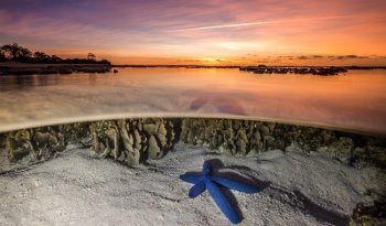 Gran Arrecife de Coral se estrena en el Domo IMAX del Cecut