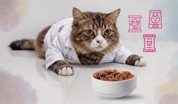 Profeco detecta alimentos húmedos para gato con etiquetado engañoso y proteína menor a la declarada
