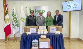 INIFAP y CIMMYT entregan 123 líneas de arroz para soberanía alimentaria