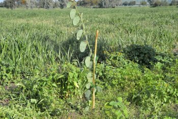 Jornada de reforestación en Romita busca conservar espacios públicos