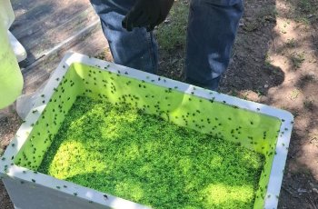 Mosca estéril liberada contra el Gusano Barrenador no se identifica a simple vista: SDR