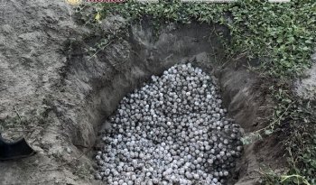 Semar y Profepa recuperan 5,100 huevos de tortuga golfina en Oaxaca