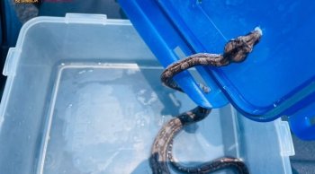 Zoológico de Morelia resguarda cocodrilo y boa entregados por ciudadanos a Profepa