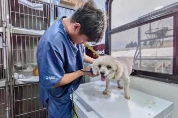 Ferias de Paz y Atención Médica brindan servicios gratuitos en Esperanza