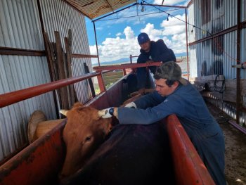 Implementan protocolo de movilización segura para ganado en Chihuahua por Gusano Barrenador