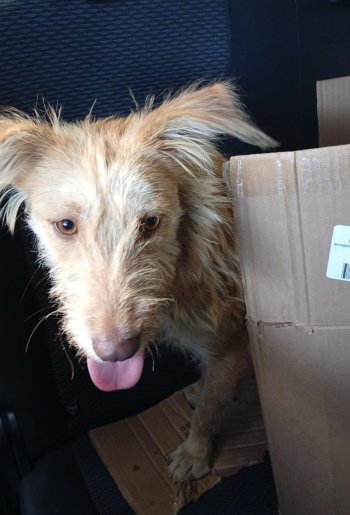 Rescata SEDIF a perrita con lesión en cadera en Tepexi gracias a programa Armenta Contigo