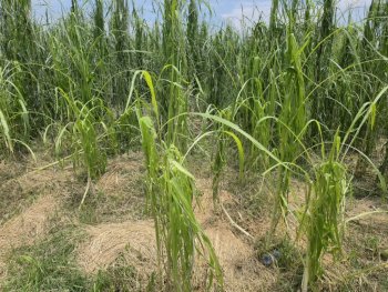Seguro Catastrófico respaldará a productores de Pénjamo; 4,900 hectáreas afectadas por lluvias