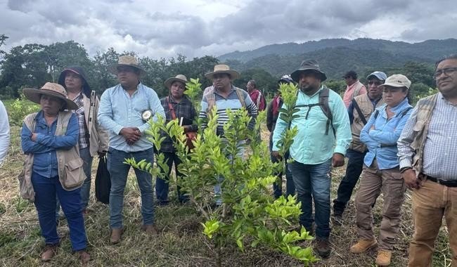 INIFAP capacita a técnicos de Sembrando Vida en manejo de limón Persa en Ocosingo