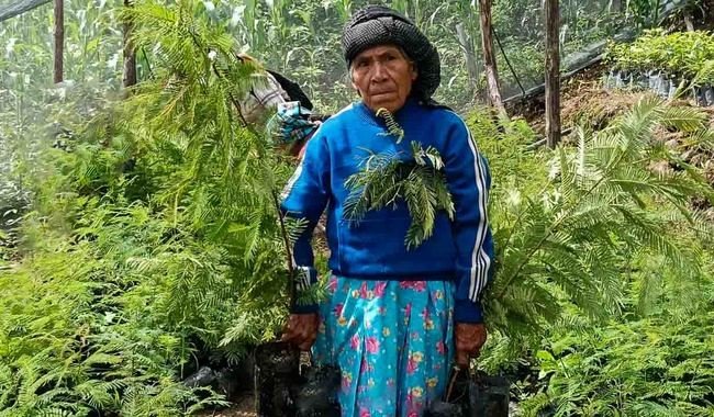 México busca sembrar 6.6 millones de árboles en la Jornada Nacional de Reforestación 2026