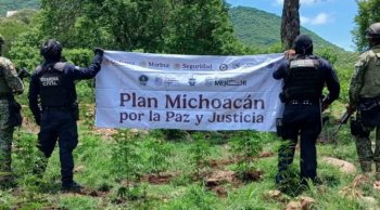 Aseguran 861 kilos de marihuana en cuatro plantíos en la sierra de Huetamo