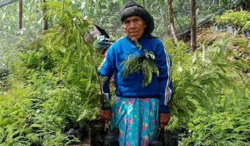 México busca sembrar 6.6 millones de árboles en la Jornada Nacional de Reforestación 2026