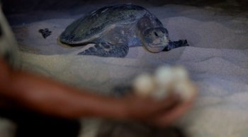 Arribazones masivas de tortuga marina inician en playas de Michoacán