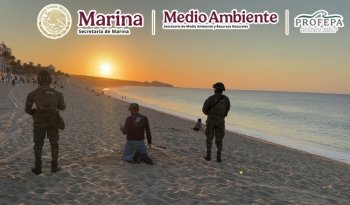 Aseguran 10 mil huevos de tortuga golfina tras arribazón en playa El Médano