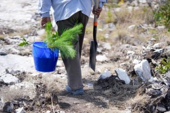 Oaxaca reforesta 10 hectáreas en Teotongo durante Jornada Nacional