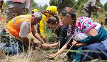 Sheinbaum inicia Jornada Nacional de Reforestación 2026 con meta de 6.6 millones de árboles