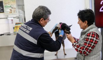 México exigirá certificado contra gusano barrenador a perros y aves de EU