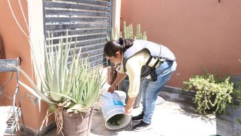 Lluvias en Baja California Sur: llaman a prevenir criaderos de dengue; hay 197 casos