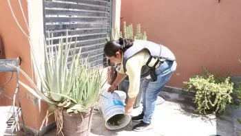 Lluvias en Baja California Sur: llaman a prevenir criaderos de dengue; hay 197 casos