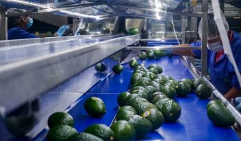 EU reanuda inspección y exportación de aguacate en todo Michoacán, anuncia Agricultura