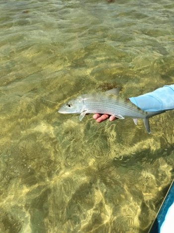 IBANQROO impulsa pesca sustentable como jurado en torneo The Mayan Permit 2026