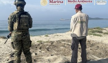Profepa recupera 9,500 huevos de tortuga golfina en santuario de Oaxaca