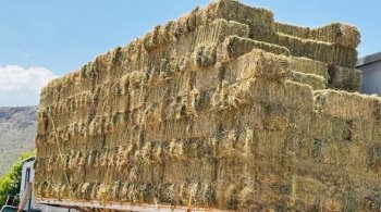 SEPADA envía 600 pacas de sorgo forrajero a productores de Comondú