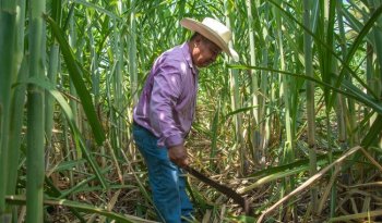 Gobierno de México impulsa el campo en Tamaulipas con 42.6 mdp y mil 763 créditos