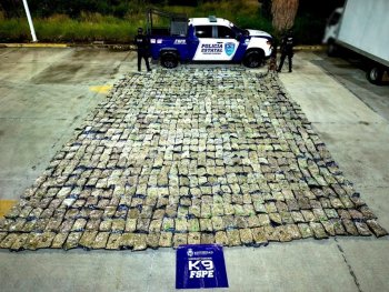 Aseguran en León 506 kilos de presunta marihuana en empresa de paquetería; hay un detenido