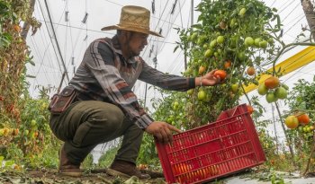 Entregan más de 248 mdp en créditos a productores de jitomate en cuatro estados