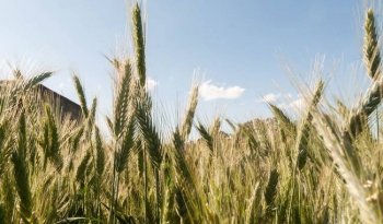 Agricultura anuncia incentivos para trigo panificable en 13 estados