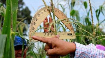 Sader impulsa producción de maíz en Michoacán con apoyos, créditos y precio de garantía