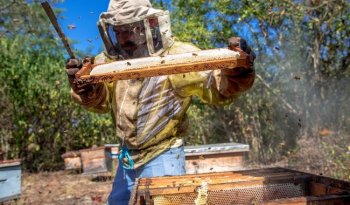 Miel mexicana llegó a 30 países en 2025; Alemania y EU, principales compradores