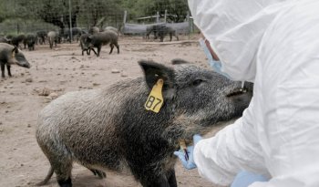 Senasica y FedMVZ celebran a médicos veterinarios zootecnistas y entregan reconocimientos