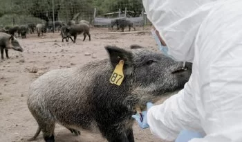 Senasica y FedMVZ celebran a médicos veterinarios zootecnistas y entregan reconocimientos