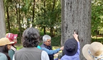 SEDEMA, COLPOS y UNAM se capacitan en manejo de plagas de arbolado urbano