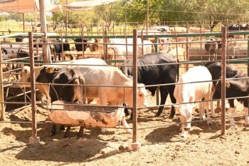 BCS suspende ingreso de ganado en pie para prevenir el Gusano Barrenador