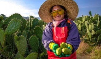 Estado de México lidera producción nacional de tuna en 2025 con 159 mil toneladas