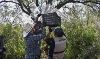Senasica refuerza contención contra gusano barrenador del ganado en Álamos, Sonora