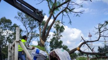 Replantan 50 árboles en Morelia por compensación ambiental del Morebús