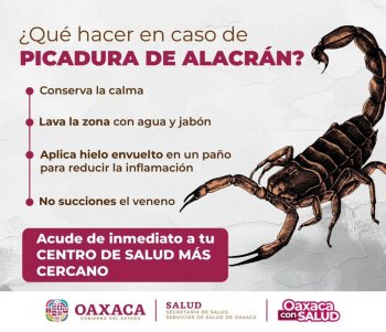 Oaxaca reporta 2,813 intoxicaciones por picadura de alacrán; baja 7.5%