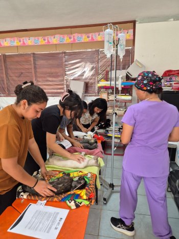 Campañas de esterilización benefician a 145 mascotas en la Reserva Santuario del Manatí