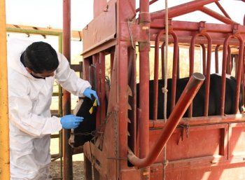 Baja California Sur presenta plan para prevenir ingreso de gusano barrenador del ganado