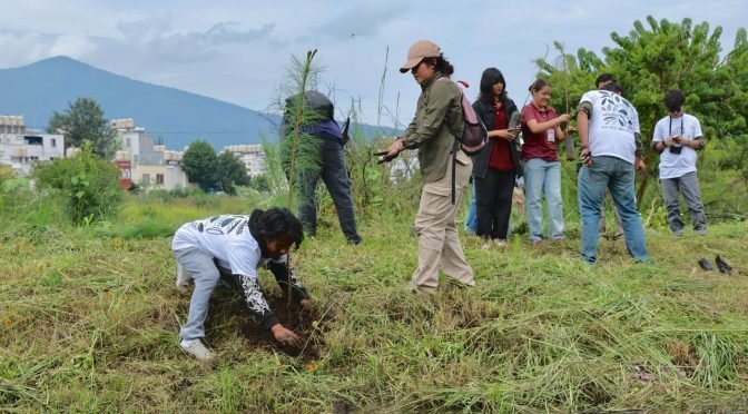 Morebús contempla plantar 32 mil árboles como compensación forestal en Morelia