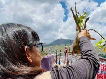 Guanajuato refuerza vigilancia y acciones contra el dengue en los 46 municipios
