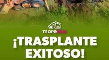 Trasplantan 28 árboles rescatados de obras del Morebús en Morelia