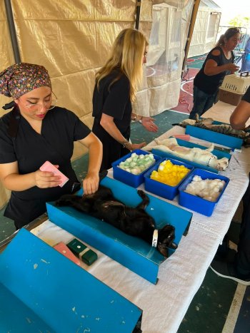 Caravanas de Bienestar Animal esterilizan a 260 perros y gatos en Cancún